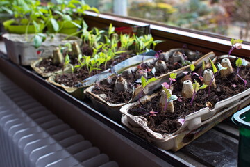 Bio-Anzucht auf der heimischen Fensterbank