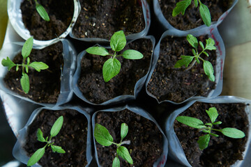Early seedlings of tomatoes on the balcony top view