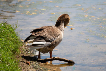 Toulouse and Brown Chinese Geese