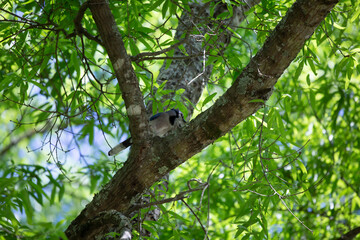 Blue Jay in a Tree