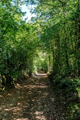 Tunnel de verdure dans la campagne aveyronnaise