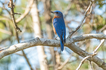 Eastern bluebird.Bird migration