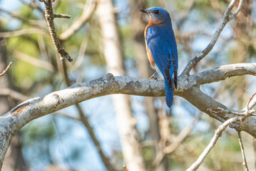 Eastern bluebird.Bird migration