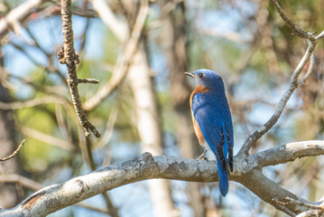 Eastern bluebird.Bird migration