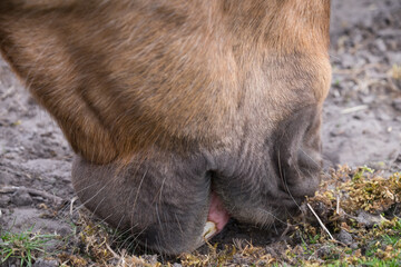 Mouth of an eating and grazing horse in a barren sandy meadow from a low point of view.  There is hardly any grass, so the horse eats a lot of sand and therefore has an increased chance of sand colic