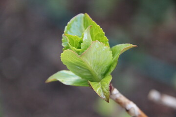 Hortensienknospe im Frühling