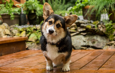 Issaquah, Washington State, USA. Six month old Corgi puppy posing on his wooden deck. 