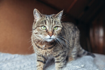 Funny portrait arrogant short-haired domestic tabby cat relaxing at home. Little kitten lovely...