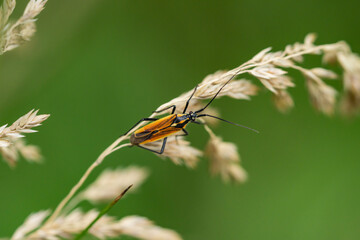Meadow Plant Bug in Summer