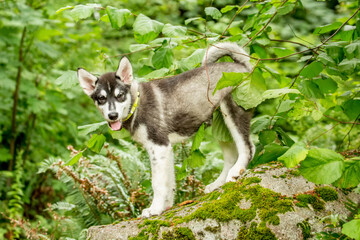 Issaquah, Washington State, USA. Three month old Alaskan Malamute puppy standing on a rock in the park. 