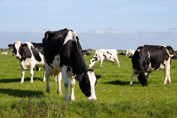 Black and white Holstein Friesian cattle cows grazing on farmland. - 421586926