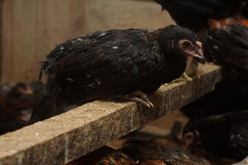 Free-range chickens raised in cages. The poultry industry is currently a promising commodity. Chicken meat can be processed into various foods