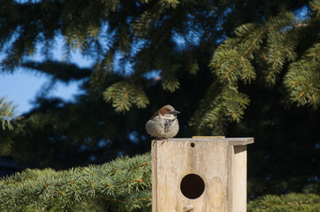 Male House Sparrow (Passer domesticus) on a Birdhouse