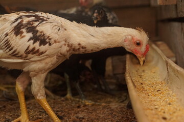 Free-range chickens raised in cages. The poultry industry is currently a promising commodity. Chicken meat can be processed into various foods