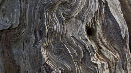 Full frame background showing beautiful grain swirls on tree trunk