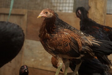 Free-range chickens raised in cages. The poultry industry is currently a promising commodity. Chicken meat can be processed into various foods