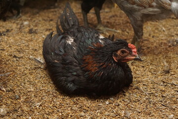 Free-range chickens raised in cages. The poultry industry is currently a promising commodity. Chicken meat can be processed into various foods