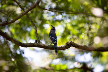 Blue Jay Looking Up