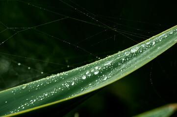 Green palm leaf in the rain with spider webs.