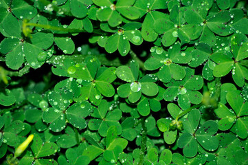 Oxalis clovers meadow after the rain.