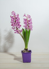 Pink hyacinths on a white wooden background in a purple cup