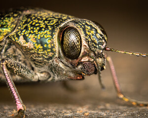 close up of a bug