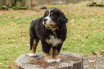 North Bend, Washington State, USA. Ten week old Bernese Mountain puppy standing on a tree stump in the park. 