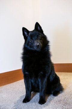 Schipperke Puppy Sitting On A Stairwell Landing. 