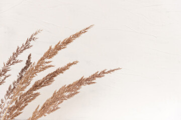Elegant soft light autumn background with dry beige reeds on white wood board.