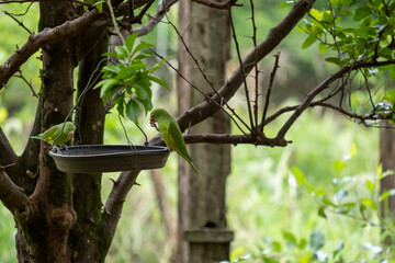 parakeets perched on plate with seeds on tree