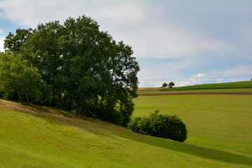 Trees on the hill in a green landscape with meadows and fields