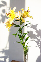 Obraz na płótnie Canvas Beautiful yellow lily with bright shadows on the wall. Minimal, styled concept for bloggers.