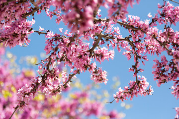 Delicate bright pink flowering trees in the garden against the blue sky on a sunny spring day