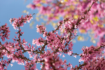 Delicate bright pink flowering trees in the garden against the blue sky on a sunny spring day
