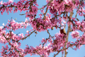 Fototapeta na wymiar Delicate bright pink flowering trees in the garden against the blue sky on a sunny spring day