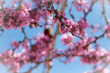 Delicate bright pink flowering trees in the garden against the blue sky on a sunny spring day