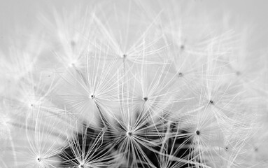 Close-up Of Dandelion Against White Wall
