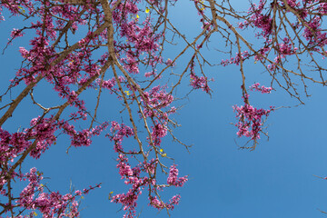 Delicate bright white and pink flowering trees in the garden against the blue sky on a sunny spring day
