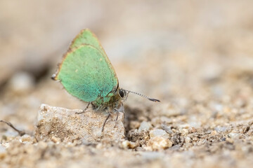 Small green butterfly perched on a stone.