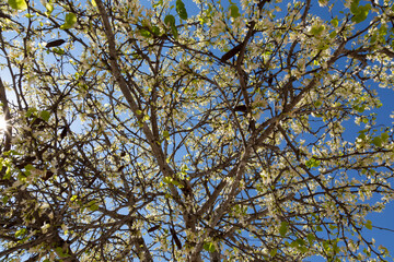 Delicate bright white and pink flowering trees in the garden against the blue sky on a sunny spring day
