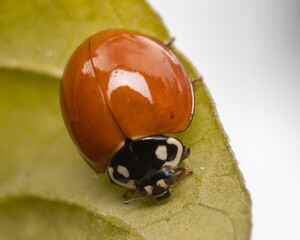 ladybug on leaf