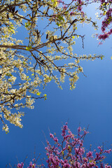 Delicate bright white and pink flowering trees in the garden against the blue sky on a sunny spring day