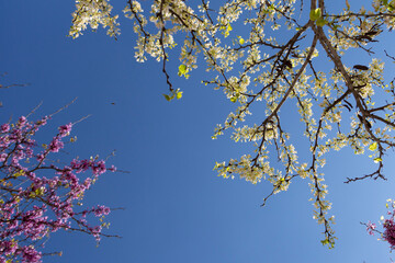 Delicate bright white and pink flowering trees in the garden against the blue sky on a sunny spring day