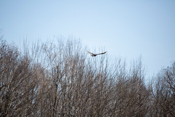 Black Vulture in Flight