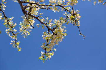 Delicate bright white and pink flowering trees in the garden against the blue sky on a sunny spring day
