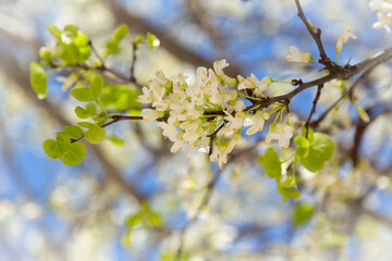 Delicate bright white and pink flowering trees in the garden against the blue sky on a sunny spring day