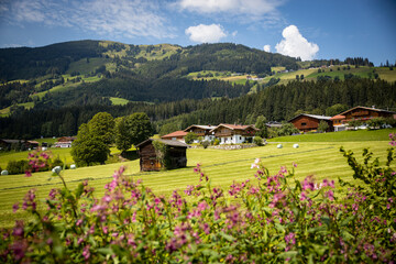 flowers hills blue sky grass wooden house