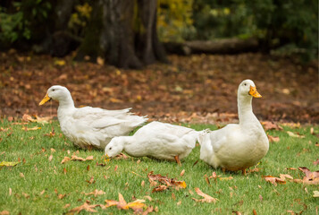 Issaquah, Washington State, USA. Three free-ranging domestic Pekin ducks strolling through the yard and eating as they go. 