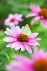 エキナセアと蝶々