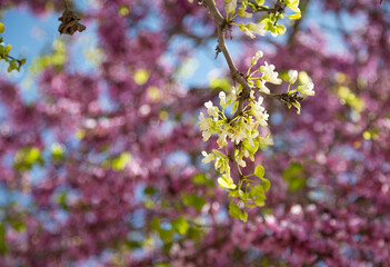Delicate bright white and pink flowering trees in the garden against the blue sky on a sunny spring day